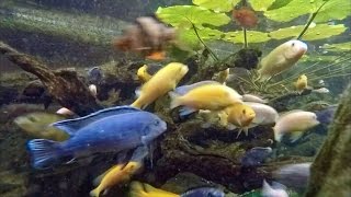 African Cichlid Pond [upl. by Trefor]