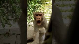 bandar  monkey  monkey video  bandar ka hamla  monkey attack  angry monky  gusse wala bandar [upl. by Aihsilat205]