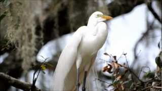 Great Egret Nesting Season Birds and Display in Florida by Karen King [upl. by Suired]