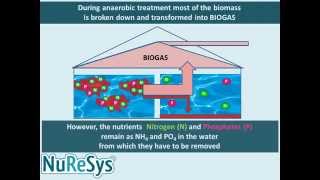 NuReSysP  Phosphate Recovery from Waste Water  How it works [upl. by Erehc866]