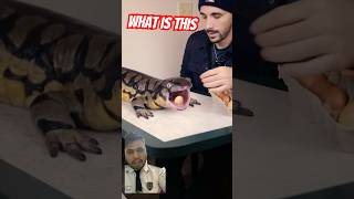 What is this 😮😮 reptiles [upl. by Savina]