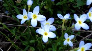 MyNature Apps Identifying Quaker Ladies Bluets Houstonia caerulea [upl. by Simmonds801]