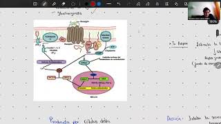 Producción y acción de hormonas endocrinas [upl. by Rajewski]