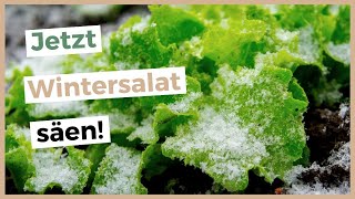 So erntest du den ganzen Winter über frischen Salat [upl. by Wennerholn]