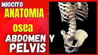 ♐ Anatomia Osea del ABDOMEN y La PELVIS Osea 🎓 ANATOMÍA HUMANA 🎓 [upl. by Akihsay208]