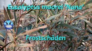 Eucalyptus moorei  Frostschaden [upl. by Weiss]