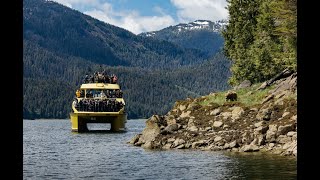 Khutzeymateen Grizzly Bear Tours with Prince Rupert Adventure Tours [upl. by Hanafee]