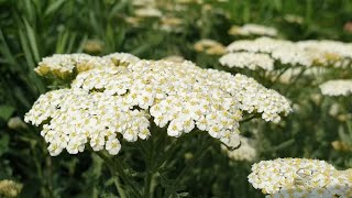 YARROW tea [upl. by Wobniar]