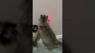 Kotka Syberyjska Ragdoll i laser zabawa na całego🤣 funny sweetcats syberiancat funnyvideo [upl. by Jankey]