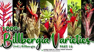 BILLBERGIA VARIETIES Part 19  BROMELIACEAE  WORLD PLANT ID  NAMA TANAMAN  INDOOR  OUTDOOR [upl. by William558]