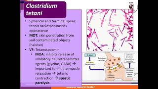 3 Gram Positive Bacilli Manor Review Center [upl. by Marina]