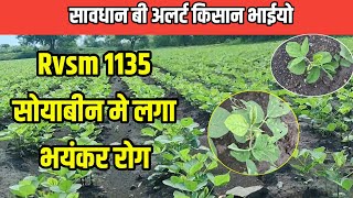 Rvsm 1135 soybean me dikhe rog ke lakshan  1135 सोयाबीन मे पीलापन  1135 soybean me rog [upl. by Zoha258]