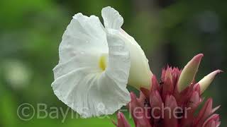 Costus speciosus Thailand 20180726102233m2ts [upl. by Roxi]