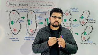 Binary Fission in Paramecium Asexual Reproduction Transverse Binary fission [upl. by Aicenev433]