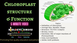 Chloroplast Definition Structure and Function 5 Minutes BiologyExams4u [upl. by Enyahc]