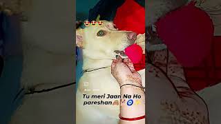 Tu Meri Jaan Na Ho pareshan 🙈🐕🧿🐾 instagram exprolepage youtubeshorts doglover viral [upl. by Margalo]