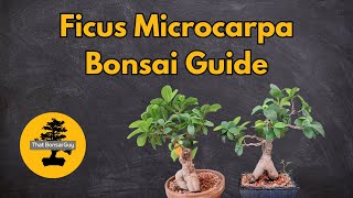 Ficus Microcarpa Bonsai A Complete Guide for Indoor Cultivation [upl. by Levenson800]