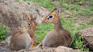 Facts About DikDik [upl. by Nalyr]