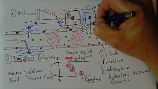 Capillaries 3 Exchange [upl. by Carrew]