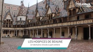 Hospices de Beaune  lhistoire dun domaine unique  Teranima TV [upl. by Zweig]