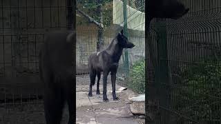 Wolfdog Miranın Misafirperverliği animals kurt wolfdog [upl. by Tally]