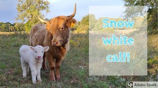 Snow white highland calf [upl. by Krysta811]