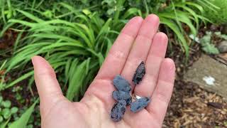 Honeyberries Early yields in the permaculture garden [upl. by Yramanna]