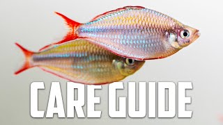 Neon Dwarf Rainbow Care Guide  Aquarium CoOp [upl. by Tacklind]