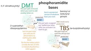 Solid state oligonucleotide synthesis phosphoramidite method [upl. by Roobbie]