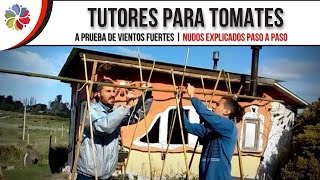 🍅 Como hacer un TUTOR PARA TOMATES  Entutorado y explicación de nudos paso a paso [upl. by Annahpos]