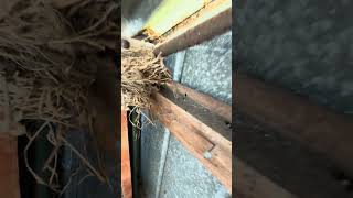 THE BIRDS NEST wildlife birdsnest birds [upl. by Ativ]