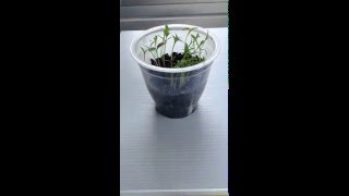 Crecimiento de una planta de Cilantro TimeLapse [upl. by Reinhold318]