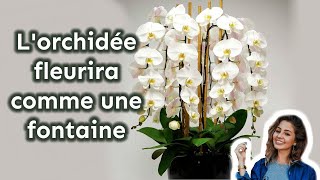 Votre orchidée fleurira toute lannée 7 secrets dentretien importance [upl. by Ehcor567]