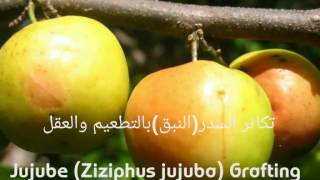 تكاثر السدرالنبق بالتطعيم والعقل Jujube Ziziphus jujuba Grafting [upl. by Crandell650]