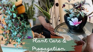 Plant care and propagation  indoor plant propagation ideas  zebrina decoration plants tips [upl. by Nolyarb30]