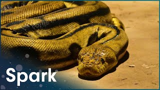 Snake Antivenom Basics [upl. by Eimas468]