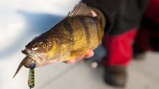 Late Ice Perch Bonanza on Lake Winnibigoshish  InDepth Outdoors TV Season 8 Episode 18 [upl. by Mullen]