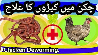 Cure of Worms in Chickens Treatment of Intestinal Worms Murgi Kiron Ka Ilaj Deworming of Chicken [upl. by Aisor]