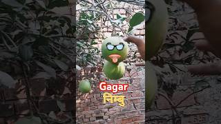 Gagar nimbu 10 Nov 24 [upl. by Cesare56]