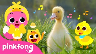 Quack Quack Little Baby Ducks  Kids Nursery Rhyme  Pinkfong Ninimo [upl. by Llennahc24]