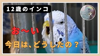 2歳のインコが12歳のインコを [upl. by Enirol]