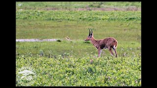 Common Reedbuck in the iSimangaliso Wetland Park [upl. by Tegirb]