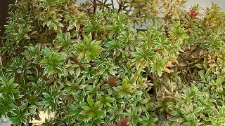 quotLittle Heathquot Pieris Japonica Update 4K  January 9 2024 [upl. by Ailedua]