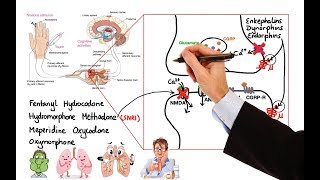 Pharmacology  OPIOIDS MADE EASY [upl. by Davide]