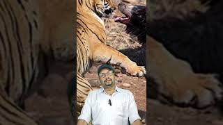 Why Tiger Avoids Sloth Bear । Husband Avoids Wife । Tiger Sloth Bear Fight । Bear Tiger Fight [upl. by Arat]