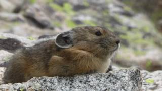 Human Interactions with Pikas [upl. by Okir]