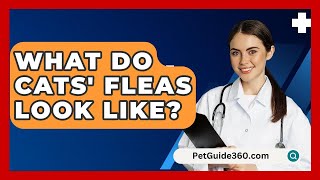 What Do Cats Fleas Look Like  PetGuide360com [upl. by Jaban272]