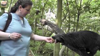 Ayu the Binturong  Bearcat  at Port Lympne in Kent [upl. by Anyt107]