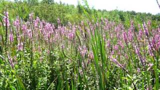 Purple loosestrife at Lake Gogebic [upl. by Sklar249]