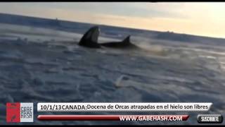 UNA DOCENA DE BALLENAS ASESINAS ORCAS ATRAPADAS EN EL HIELO SON LIBERADAS HOY 10 ENERO 2013 [upl. by Fremont]